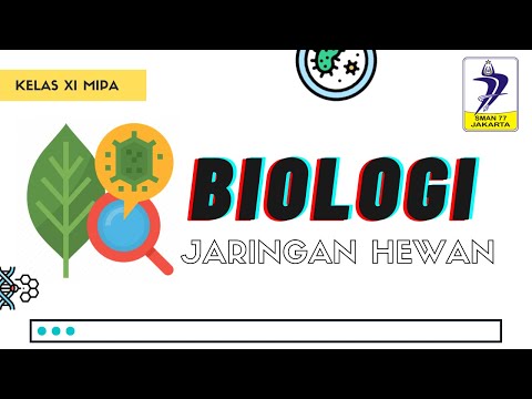 Video: Dimana letak jaringan areolar?