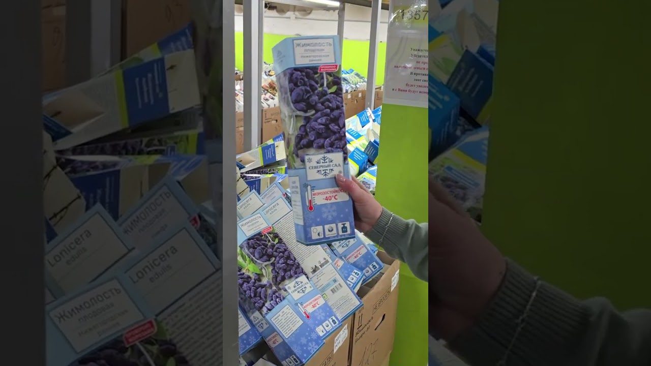 Лучшие сорта жимолости для СЕВЕРНОГО САДА!