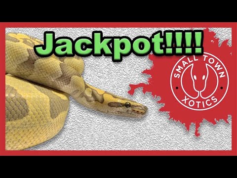 Insanely Powerful Breeder Male Ball Python!!!
