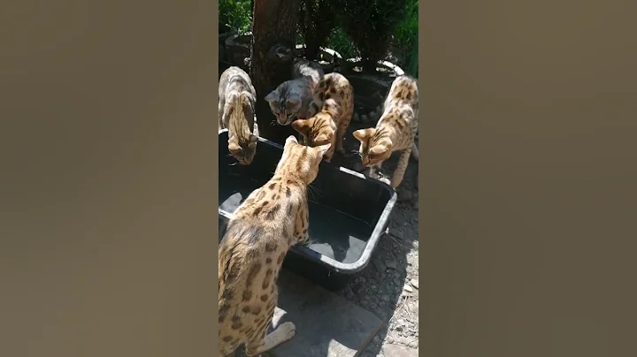 Video 2931201: f1 savannah cat, funny savannah cat, amazing feline, sweet feline, funny cat water