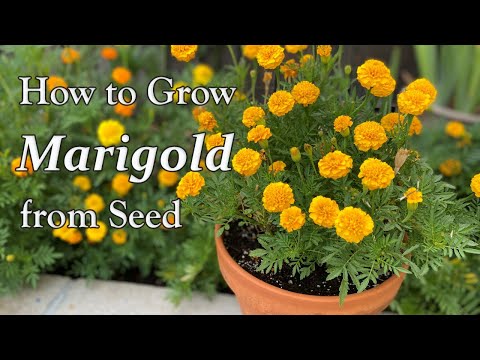 Video: Gietsbloemplanten in pot: leer hoe u goudsbloemen in containers kweekt
