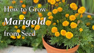 How to Grow Marigold from Seed to Flower  in Borders and in Containers