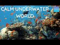 Quiet classroom music for children  aquarium  relaxing music for children  to be calm and focused