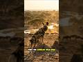 🐺 The Hunter That Beats Lions #AfricanWildDog #wildlife #shorts