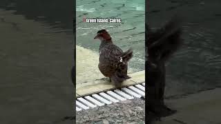 🧳 #art #daily #life #funny #drawingtutorial #bird #holiday #greenisland #cairns