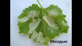 БОЛЕЗНИ ВИНОГРАДА И МЕРЫ БОРЬБЫ С НИМИ БОЛЕЗНИ ВИНОГРАДА И МЕРЫ БОРЬБЫ С НИМИ