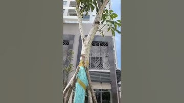 Cây xanh rất nhiều ở Q7 SÀI GÒN RIVERSIDE COMPLEX