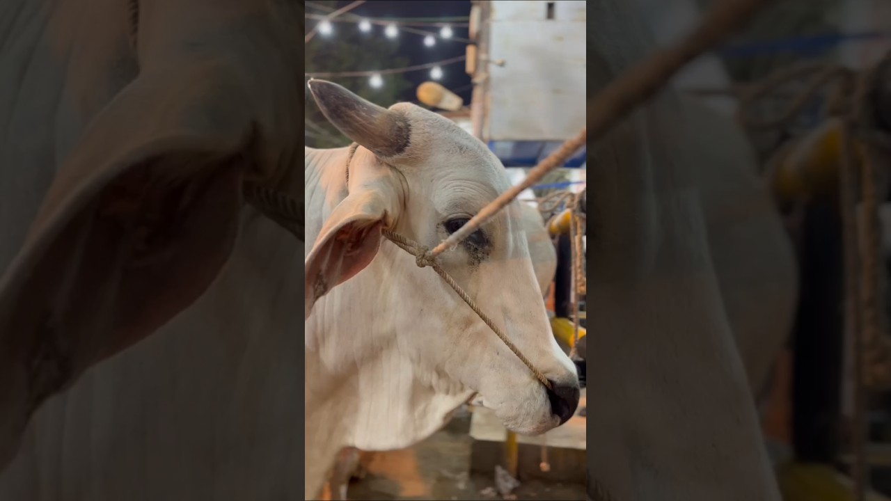 Pakistan's Boggest sibbi❤️ 