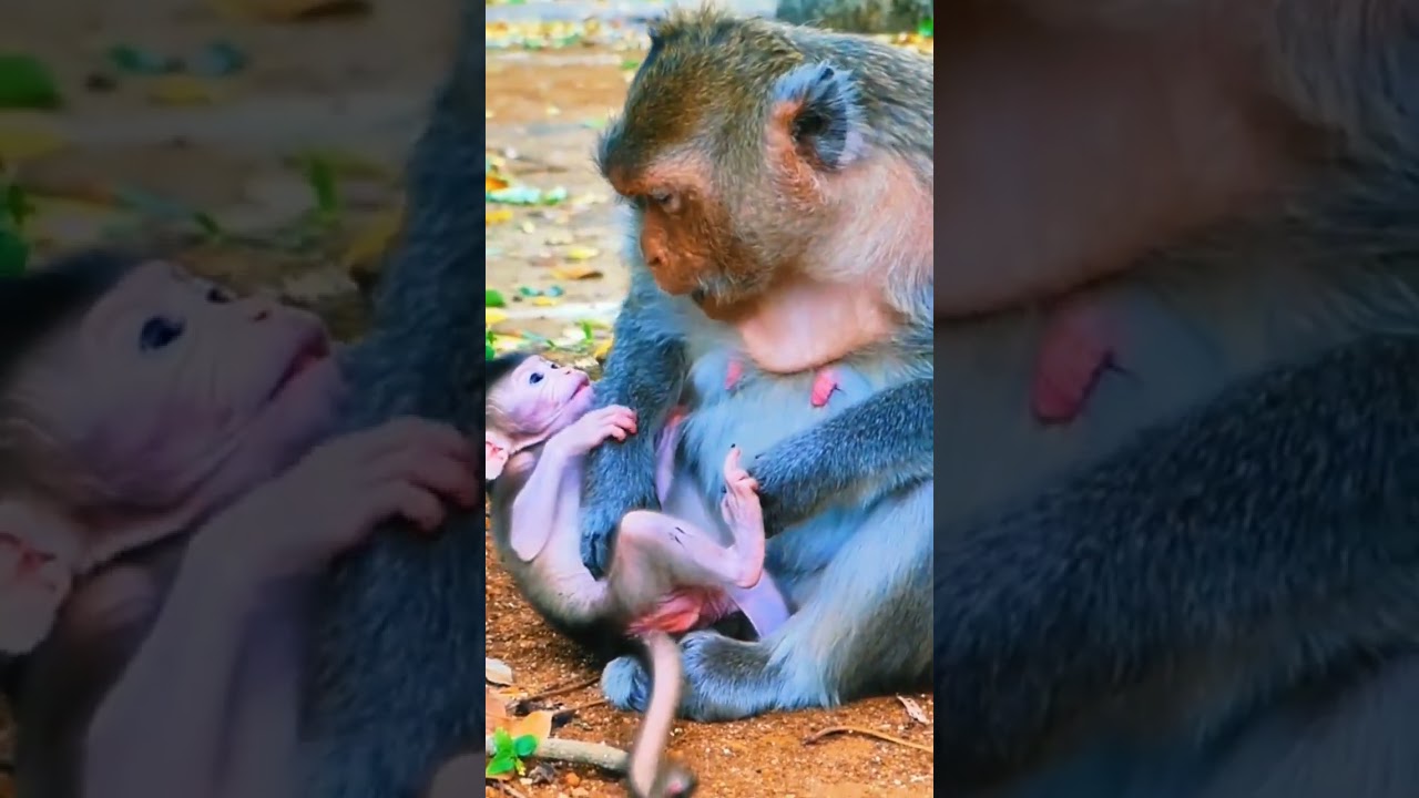 Baby MOnkey whose mother refuses to drink milk 