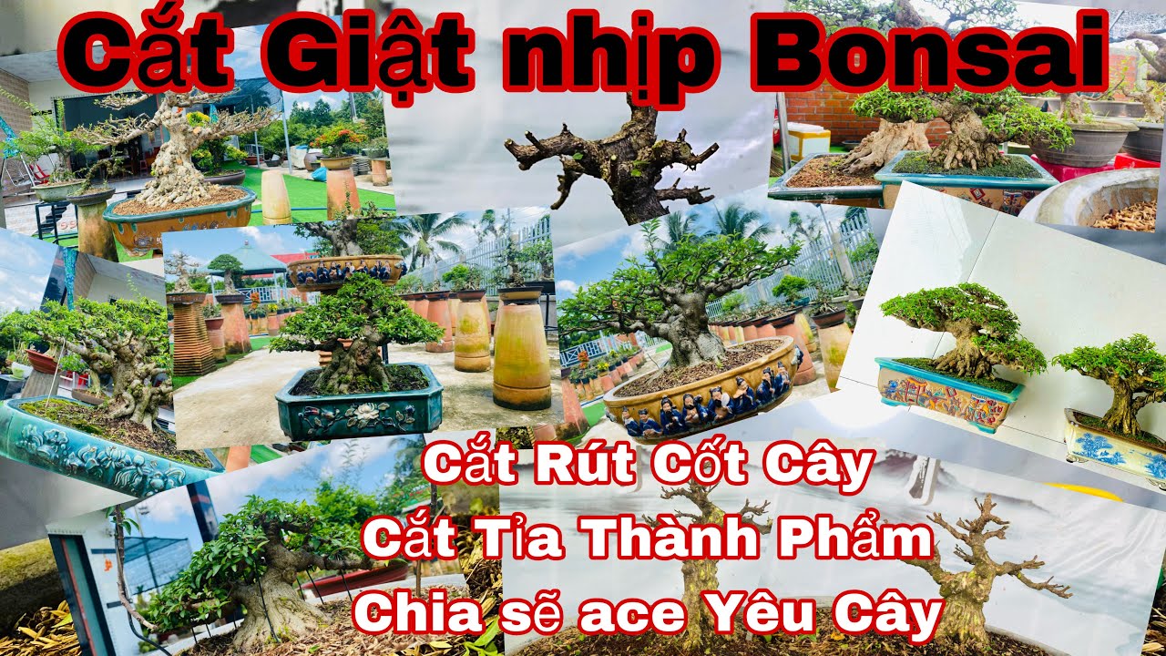 cắt giật cây bonsai _ rút cốt cây bonsai - chia sẽ... - youtube