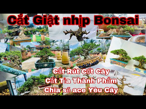 Video cắt giật cây bonsai _ rút cốt cây bonsai - chia sẽ... - youtube