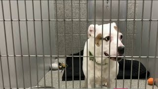 Here’s how you can adopt one of the thousands of available shelter pets in Houston | HOUSTON LIF...