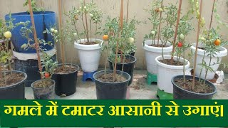 How To Grow Tomatoes In Pot At Rooftop , Balconey Or Terrace Tomato Care Tips