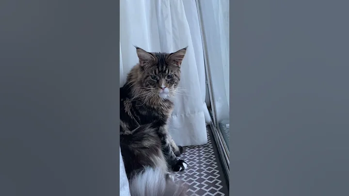 Watch the video about Kitty In The Blue Hour