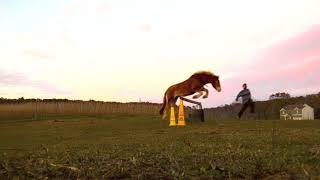 Larken the Haflinger Free Jumping 1m