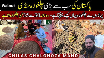 The largest Walnut Market where 30 to 35 tons of walnuts are brought daily | Chilas Chalghoza Mandi