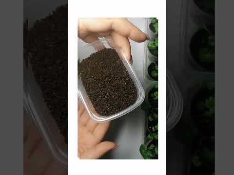 Видео: Размножение кампанулы: выращивание кампанулы из семян