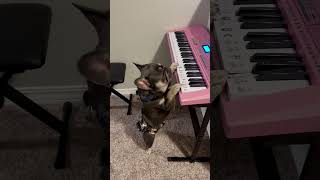 A talented frenchie  #lover #frenchbulldog #frenchie