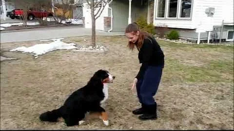 Nellie Champion Trick Dog Application