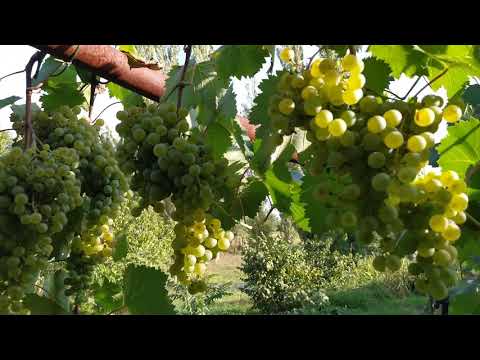 სოფელი ზოვრეთი და მისი ციცქა და ცოლიკაური