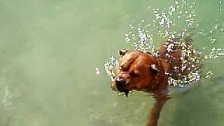 Stafordshire Bullterier