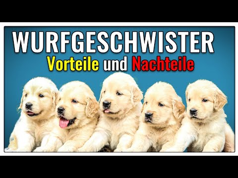 Video: Sollten Geschwisterhunde Welpen bekommen?