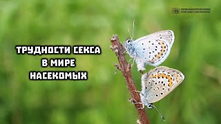 Про "ЭТО" у насекомых. Секреты конструкции хитиновых тематических игрушек. // Clever Cricket