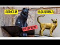 Памятники коту Елисею и кошке Василисе в Петербурге