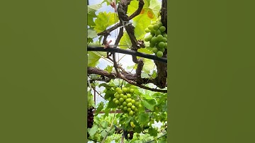 Are grapes sweet or not? 🍇 Grape Picking #FirstPerspective #Immersive Experience