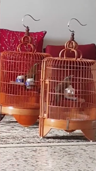 Hwamei Birds #hwamei #wambi #hwambi