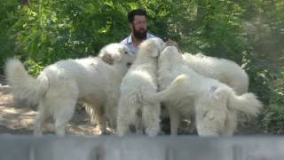7. Otto principi del cane da guardia, Pastore Maremmano Abruzzese (versione in italiano)