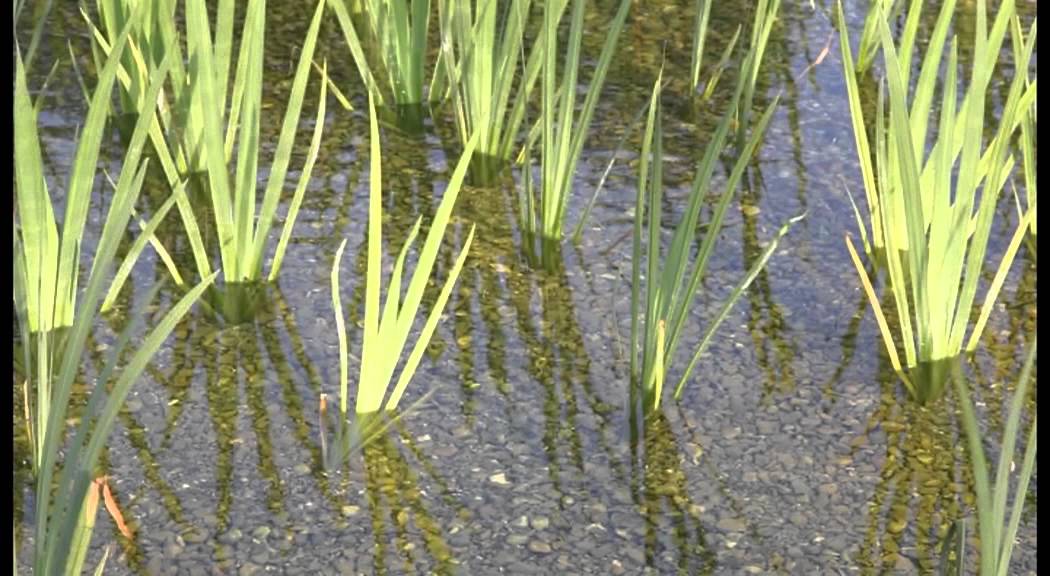 Laspect Ludique De Laire De Baignade Biologique De Loon Plage 59