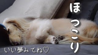 【超絶可愛い】ゆるくてほっこり！ダックス犬の可愛い寝顔【カニンヘンダックスのんの】