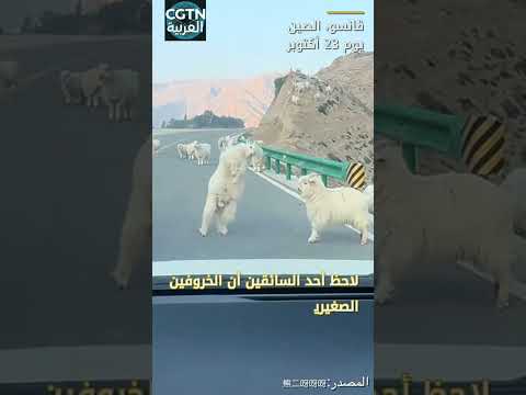 خروفان صغيران يتناطحان وسط طريق في الصين