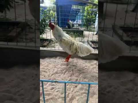 Video tôi yêu động vật Gà Bướm phần 6 #shorts - youtube
