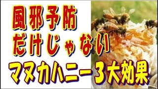 風邪予防だけじゃない【マヌカハニー３大効果】～おすすめマヌカハニーの選び方！