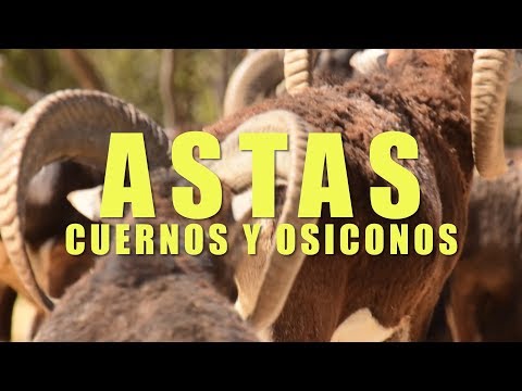 Video: ¿Cuál es la diferencia entre los animales con cuernos: una descripción general de los cuernos?