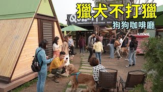 獵犬不打獵※2020年台中最夯狗狗咖啡廳