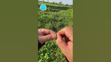 Móc mồi câu cá rô cá trê #cauca #shorts