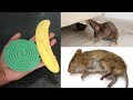 JUST 5 MINUTE || How To Get Rid of Mouse Rats, Permanently In a Natural Way | JUST 5 MINUTES