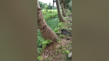 dừa xiêm lùn trồng tại miền bắc