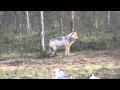 Wolves, Boreal Centre