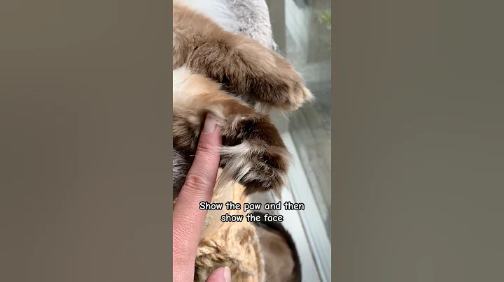 Video 7026711: cat cutecat, fluffy cutecats