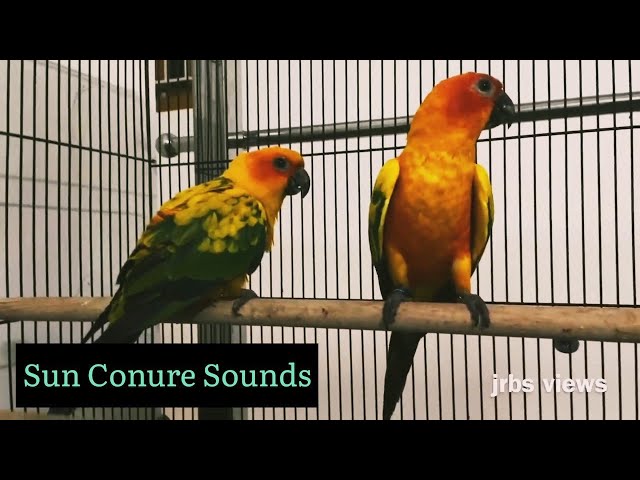 sun conure sounds 🦜 class=