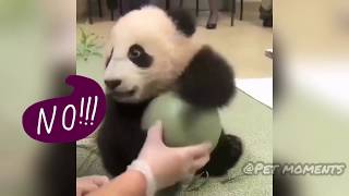 Cute Panda Compilation (2019) #1 | Funny Panda Time by Pet Moments 7,663 views 5 years ago 9 minutes, 58 seconds