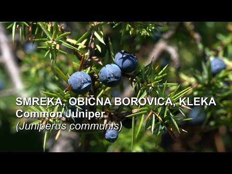 Video: Smreka 