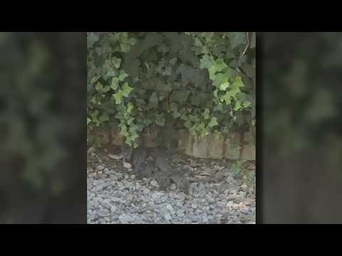 Rat infestation in Ciudad Lineal forces two playgrounds to close
