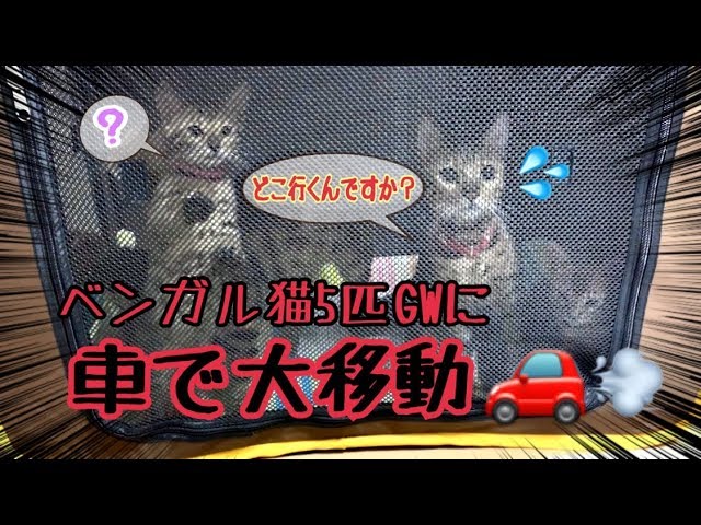 ベンガル猫5匹を車で大移動 Youtube