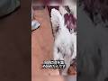 目が見えない犬が、片耳だけをピンと立てている理由