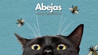 videos para #gatos  | Abejas